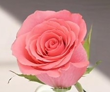 Роза Амстердам Роза Амстердам