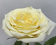 Роза Конднлайт